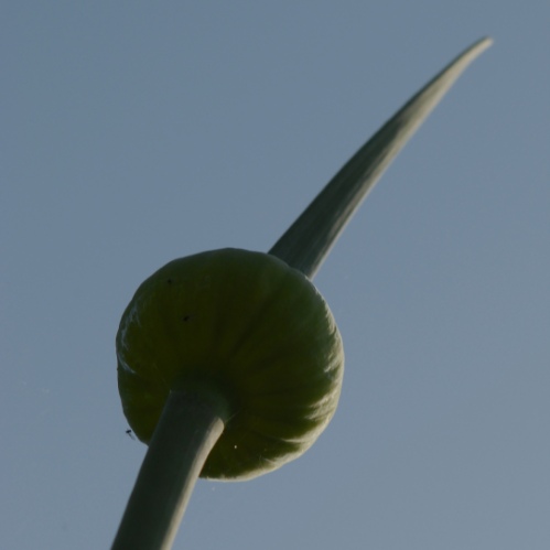 L'art de poireauter